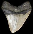 Megalodon Tooth - North Carolina #38701-2